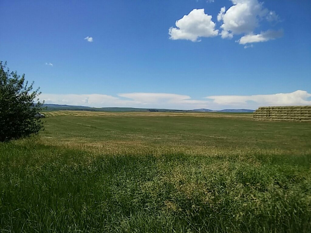 Vast green field under a clear blue sky, featuring scattered clouds and a haystack in the distance, illustrating rural agriculture and open landscapes.